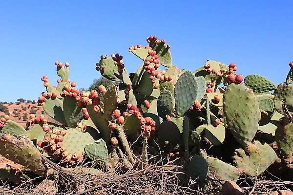포토 JPG 해외이미지 식물 음식 과일 하늘 선인장 사람없음 빨간색 사막 가시 날카로움 모로코 해외202004 해외포토 컬러 아프리카 파일형식 이미지허브
