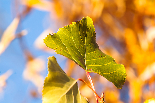포토 JPG 해외이미지 나무 식물 계절 공원 백그라운드 단풍 잎 패턴 오렌지 자연 하늘 풍경 사람없음 야외 목재 가로 빨간색 파란색 빛 태양 노란색 평화 환경 침묵 일몰 가을 나뭇가지 시골 황금 숲 9월 11월 아래 장면 10월 내추럴 생태학 해외202004 해외포토 자연요소 공공시설 교육 컬러 컨셉 무늬 과일 재료 노을 소리 날짜 방향 생태계 위치 파일형식 이미지허브