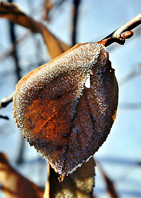 포토 JPG 해외이미지 나무 식물 계절 백그라운드 잎 크리스마스 겨울 꽃무늬 자연 아침 추상 건조 사람없음 야외 파란색 햇빛 태양 갈색 정원 얼음 추위 덮개 가을 흰색 나뭇가지 숲 시원함 크리스탈 묘사 질감 서리 내추럴 땅바닥 해외202004 해외포토 주간 자연요소 기념일 꽃 컬러 무늬 바닥 뚜껑 광석 생태계 파일형식 이미지허브