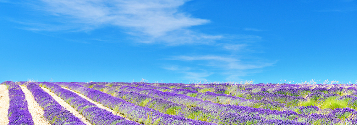 포토 JPG 해외이미지 식물 꽃 밭 농업 휴식 파노라마 풍경 사람없음 야외 여름 농작물 컬러풀 햇빛 농장 프랑스 수확 벚꽃 시골 개화 약초 라벤더 강렬 밭일 프로방스 해외202004 해외포토 계절 유럽 산업 컬러 컨셉 촬영기법 태양 풀 허브 파일형식 이미지허브