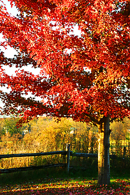 포토 JPG 해외이미지 식물 계절 단풍 잎 오렌지 자연 사람없음 야외 장식 빨간색 초록색 컬러풀 노란색 보라색 활발 성장 가을 신선 변화 황금 숲 묘사 모음 내추럴 강렬 해외202004 해외포토 컬러 컨셉 과일 생태계 파일형식 이미지허브