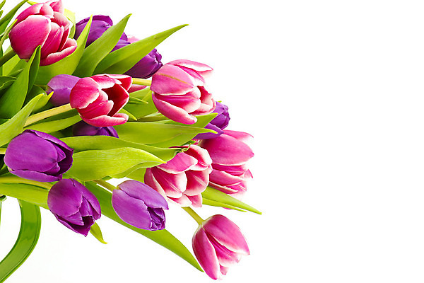 포토 JPG 해외이미지 식물 계절 기념일 꽃잎 꽃 줄기 분홍색 꽃다발 백그라운드 잎 자연 엄마 휴가 부활절 발렌타인데이 선물 사랑 사람없음 장식 빨간색 초록색 컬러풀 보라색 침묵 봄 튤립 벚꽃 흰색 축하 인사 신선 생일 4월 다발 배열 제비꽃 고립 카피스페이스 해외202004 해외포토 감정 컬러 컨셉 가족 데이이벤트 이벤트 소리 공백 예절 날짜 생태계 파일형식 이미지허브