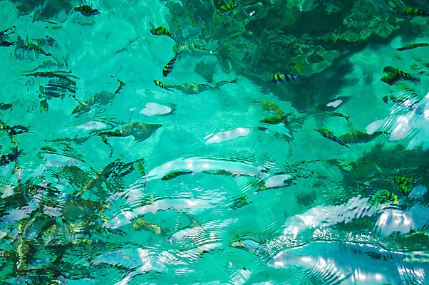 포토 JPG 해외이미지 나무 구름 전통 아시아 모래 파도 바다 섬 여행 백그라운드 잎 태국 자연 하늘 휴가 열대 어류 풍경 사람없음 야외 초록색 물 여름 파란색 맑음 보트 숲 낚시꾼 암초 터키석 파라다이스 해외202004 해외포토 자연요소 식물 계절 나라 컬러 배_교통 날씨 수중동물 보석 생태계 파일형식 이미지허브