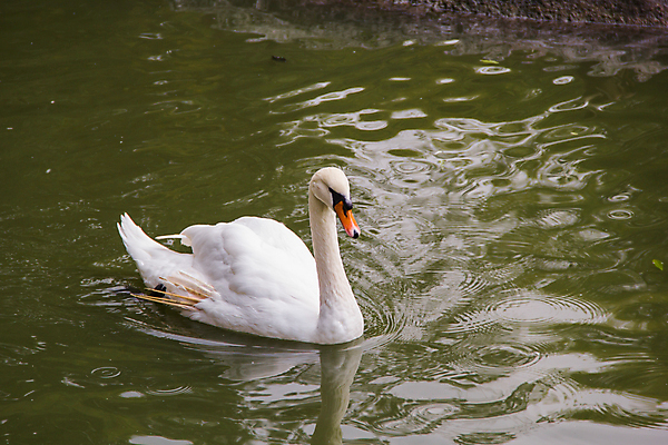 포토 JPG 해외이미지 주간 한마리 호수 사람없음 백조 해외202004 해외포토 자연요소 1 조류 파일형식 이미지허브