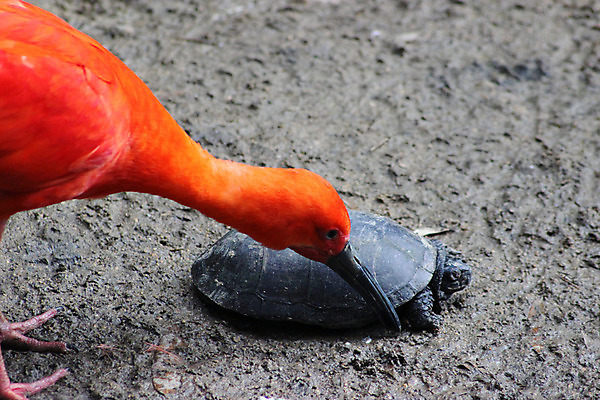 포토 JPG 해외이미지 동물 1 응시 공원 야생동물 백그라운드 날개 오렌지 자연 조류 생물 동물원 종류 사람없음 야외 빨간색 컬러풀 환경 정원 닫기 거북이 깃털 부리 진홍색 동물상 이국적 해외202004 해외포토 시선 공공시설 컬러 과일 파충류 모션 조형물 생태계 파일형식 이미지허브