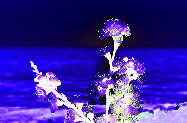 포토 JPG 해외이미지 나무 식물 계절 공원 꽃 바다 분홍색 백그라운드 꽃무늬 자연 하늘 새해 이벤트 사람없음 물 파란색 정원 일본 맑음 축제 봄 벚꽃 흰색 나뭇가지 신선 시간 개화 체리 4월 내추럴 고립 수평선 해외202004 해외포토 자연요소 공공시설 아시아 컬러 무늬 과일 날씨 날짜 생태계 파일형식 이미지허브