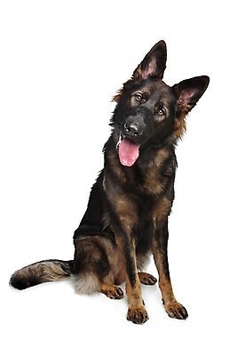 포토 JPG 해외이미지 스튜디오촬영 동물 백그라운드 포유류 실내 사람없음 반려동물 가축 흰색 개 흰배경 송곳니 기르기 유래 순종 해외202004 해외포토 컬러 내부 치아 왕 돌봄 파일형식 이미지허브