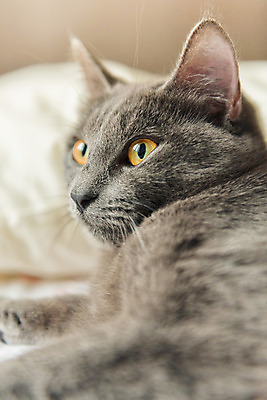 포토 JPG 해외이미지 동물 사람없음 반려동물 고양이 회색 강아지 해외202004 해외포토 컬러 포유류 개 파일형식 이미지허브