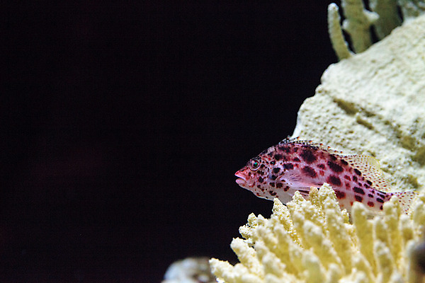 포토 JPG 해외이미지 바다 어류 앉기 사람없음 수중 지느러미 해외202004 해외포토 모션 수중동물 파일형식 이미지허브