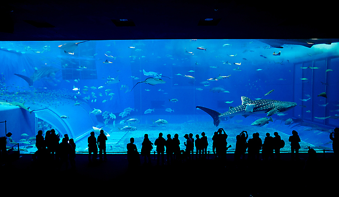 포토 JPG 해외이미지 실루엣 실내 어류 사람 여러명 파란색 수중 군중 수족관 아쿠아리움 고래상어 해외202004 해외포토 컬러 다수 촬영기법 내부 수중동물 상어 파일형식 이미지허브