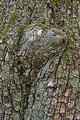 포토 JPG 해외이미지 나무 식물 공원 선 백그라운드 패턴 자연 벽지 표면 날씨 추상 건조 사람없음 야외 목재 세로 갈색 수확 거친 선탠 보호 널 숲 낟알 장작 피부 묘사 유기농 질감 정사각형 먼지 나무껍질 잡동사니 내추럴 그런지 수목 옛날 노화 해외202004 해외포토 도형 웰빙 공공시설 컬러 컨셉 무늬 농업 재료 신체부위 껍질 생태계 파일형식 이미지허브