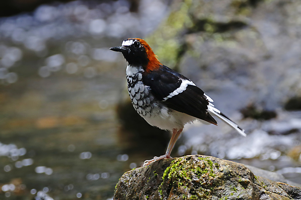 포토 JPG 해외이미지 나무 동물 여자 남자 아시아 얼굴 야생동물 백그라운드 날개 자연 조류 사람없음 야외 목재 가로 초록색 컬러풀 머리 환경 나뭇가지 막대기 닫기 숲 깃털 꼬리 부리 서식지 생태학 이국적 해외202004 해외포토 식물 교육 나라 컬러 재료 모션 사람 신체부위 생태계 파일형식 이미지허브