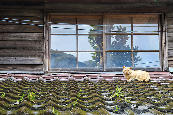 포토 JPG 해외이미지 동물 응시 창문 자연 지붕 주택 앉기 사람없음 야외 초록색 반려동물 카메라 검은색 고양이 정상 얼룩무늬 해외202004 해외포토 시선 컬러 무늬 포유류 모션 건물 전자제품 생태계 파일형식 이미지허브