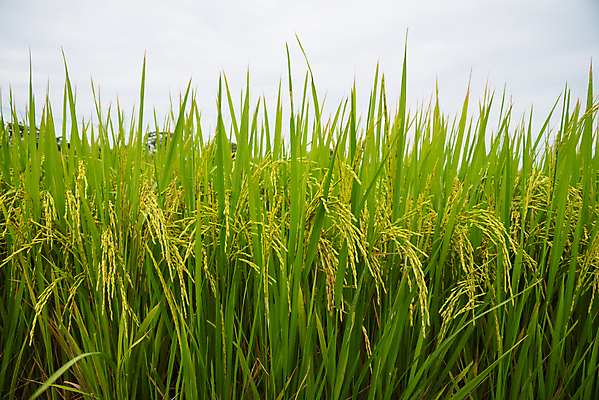 포토 JPG 해외이미지 식물 계절 아시아 음식 백그라운드 잎 밭 농업 자연 하늘 밥 동양인 풍경 사람없음 야외 초록색 파란색 농작물 농장 노란색 수확 흰색 시골 내추럴 숙성 해외202004 해외포토 나라 산업 컬러 인종 생태계 파일형식 이미지허브