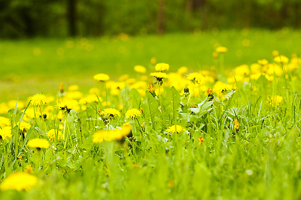 포토 JPG 해외이미지 주간 봄꽃 자연 풍경 사람없음 야외 아웃포커스 봄 소프트포커스 민들레 해외202004 해외포토 자연요소 계절 꽃 촬영기법 생태계 파일형식 이미지허브