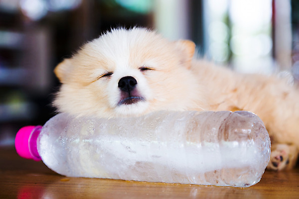 포토 JPG 해외이미지 동물 얼굴 분홍색 가족 바닥 털 사람없음 반려동물 갈색 얼음 고통 침대 잠 개 강아지 모피 리빙 송곳니 포메라니안 해외202004 해외포토 자연요소 감정 컬러 가구 포유류 관계 신체부위 치아 파일형식 이미지허브