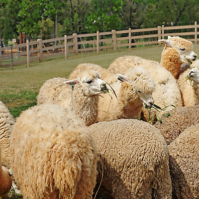 포토 JPG 해외이미지 동물 밭 농업 포유류 자연 동물원 사람없음 야외 초록색 여름 농장 가축 흰색 양치기 방목 방목장 알파카 해외202004 해외포토 직업 계절 산업 컬러 축산업 생태계 파일형식 이미지허브