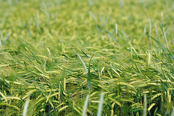 포토 JPG 해외이미지 식물 계절 음식 빵 줄기 백그라운드 밭 농업 자연 하늘 건강 옥수수 씨앗 풍경 사람없음 여름 파란색 농작물 태양 농장 농경지 노란색 맑음 식사 수확 성장 시골 황금 농부 낟알 시리얼 밀 굽기 보리 귀 스파이크 밀짚 내추럴 밭일 숙성 해외202004 해외포토 자연요소 직업 산업 컬러 날씨 곡류 신체부위 짚 구이 생태계 파일형식 이미지허브