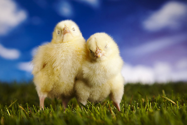 포토 JPG 해외이미지 동물 백그라운드 컨셉 농업 자연 조류 휴가 부활절 털 병아리 사람없음 초록색 반려동물 치킨 봄 활발 아기 토끼 달콤 모피 자르기 데이지 귀 부드러움 해외202004 해외포토 계절 기념일 꽃 산업 컬러 포유류 모션 사람 신체부위 감각 맛 생태계 닭고기요리 파일형식 이미지허브