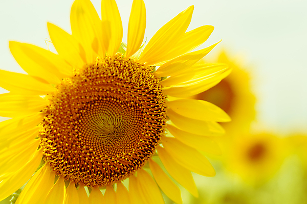 포토 JPG 해외이미지 식물 꽃 백그라운드 자연 해바라기 풍경 근접촬영 사람없음 야외 노란색 많음 해외202004 해외포토 뷰포인트 컬러 컨셉 생태계 파일형식 이미지허브