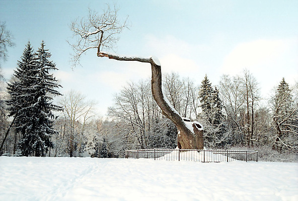 포토 JPG 해외이미지 나무 식물 공원 겨울 자연 하늘 날씨 새로움 풍경 사람없음 야외 파란색 울타리 맑음 추위 흰색 나뭇가지 최고 숲 서리 부드러움 전나무 옛날 해외202004 해외포토 계절 공공시설 컬러 컨셉 담장 감각 생태계 파일형식 이미지허브