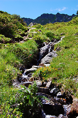포토 JPG 해외이미지 식물 자연 이끼 풍경 사람없음 초록색 여름 강 태양 평화 폭포 젖음 흐름 벚꽃 물방울 신선 개울 작음 순수 부드러움 암초 내추럴 해외202004 해외포토 자연요소 계절 꽃 컬러 컨셉 감각 크기 생태계 파일형식 이미지허브