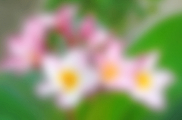 포토 JPG 해외이미지 식물 아이콘 꽃잎 꽃 문화 분홍색 섬 농업 자연 인종 사람없음 치료 컬러풀 스크린 봄 벚꽃 개화 오브젝트 사인 싱글 하와이 향기 발리 고립 블러 이국적 하와이인 알로하 해외202004 해외포토 외국인 계절 산업 컬러 의학 사람 미국 인사 생태계 냄새 인도네시아 파일형식 이미지허브