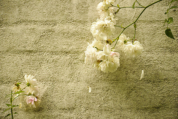 포토 JPG 해외이미지 꽃 벽 분홍색 백그라운드 꽃무늬 벽돌 프레임 사람없음 야외 여름 장미 정원 회색 흰색 개화 부드러움 해외202004 해외포토 식물 계절 컬러 무늬 감각 파일형식 이미지허브