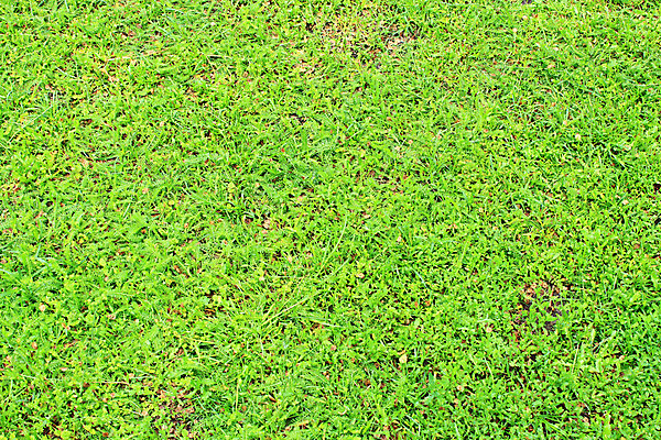 포토 JPG 해외이미지 식물 계절 백그라운드 패턴 밭 자연 추상 건강 풍경 잔디 사람없음 야외 초록색 여름 빛 평화 정원 화목 봄 칼날 질감 생태학 해외202004 해외포토 교육 컬러 컨셉 무늬 농업 생태계 파일형식 이미지허브