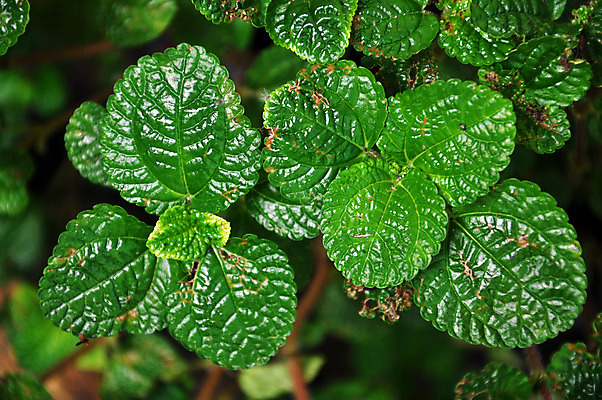 포토 JPG 해외이미지 식물 꽃 음료 음식 백그라운드 잎 밭 채소 재료 자연 프레임 건강 요리 사람없음 초록색 약 주방 정원 침대 신선 차 달콤 맛 약초 벌 먹기 레몬 민트 허브 가득함 향신료 유기농 향기 아로마 향 내추럴 고립 해외202004 해외포토 웰빙 컬러 가구 곤충 컨셉 농업 과일 의학 모션 풀_식물 생태계 냄새 향미료 파일형식 이미지허브