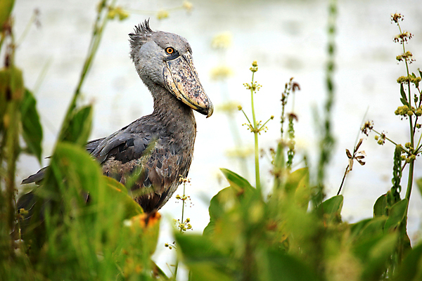 포토 JPG 해외이미지 동물 응시 호수 야생동물 신발 아프리카 조류 생물 종류 사람없음 물 머리 회색 닫기 습지 큼 부리 멸종 선사시대 계산서 변소 우간다 탄자니아 특별함 황새 해외202004 해외포토 자연요소 시선 나라 컬러 컨셉 모션 신체부위 역사 크기 파일형식 이미지허브