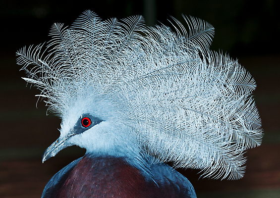 포토 JPG 해외이미지 동물 응시 날개 자연 조류 왕관 새로움 종류 사람없음 가로 빨간색 세로 파란색 컬러풀 머리 검은색 치킨 황무지 공작 열대우림 깃털 비둘기 멸종 고립 동물상 이국적 목차 해외202004 해외포토 시선 컬러 컨셉 신체부위 조형물 숲 생태계 닭고기요리 파일형식 이미지허브