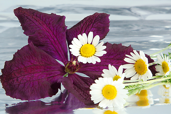 포토 JPG 해외이미지 식물 디자인 꽃잎 꽃 백그라운드 잎 꽃무늬 패턴 가족 자연 추상 기술 사람없음 장식 초록색 여름 노란색 머리 정원 벚꽃 흰색 제비꽃 묘사 오브젝트 싱글 깊이 꽃수술 영원 캐모마일 해외202004 해외포토 계절 컬러 무늬 관계 신체부위 허브 생태계 파일형식 이미지허브