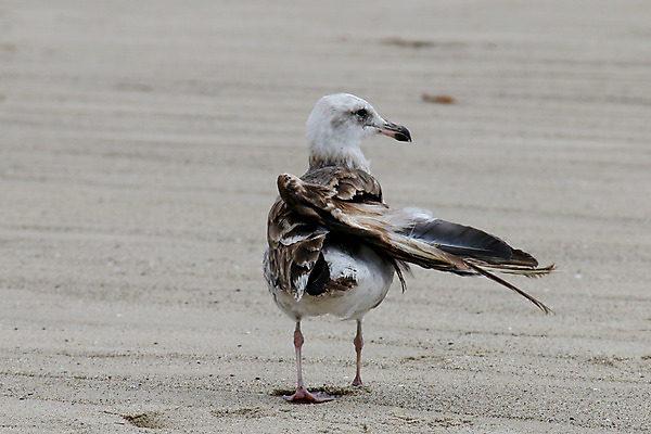 포토 JPG 해외이미지 동물 호수 야생동물 바다 섬 백그라운드 날개 자연 갈매기 조류 낚시 새로움 풍경 사람없음 물 여름 환경 흰색 황무지 닫기 습지 큼 깃털 부리 캘리포니아 태평양 목 석호 내추럴 로스앤젤레스 깨짐 착륙 해외202004 해외포토 자연요소 계절 컬러 컨셉 모션 레저 신체부위 미국 크기 생태계 파일형식 이미지허브