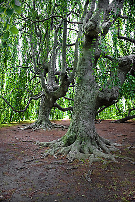 포토 JPG 해외이미지 나무 식물 백그라운드 잎 패턴 자연 표면 추상 잉글랜드 새로움 매달리기 사랑 사람없음 초록색 갈색 환경 나뭇가지 거친 그래피티 숲 질감 뿌리 나무껍질 목각 내추럴 수목 옛날 오싹 해외202004 해외포토 감정 컬러 컨셉 무늬 모션 영국 껍질 낙서 그림 생태계 파일형식 이미지허브
