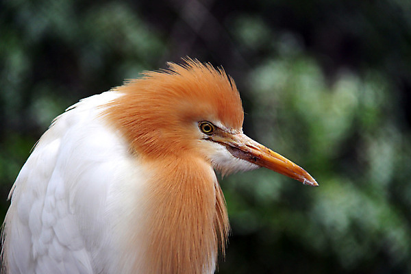 포토 JPG 해외이미지 동물 아시아 얼굴 오렌지 조류 휴식 동물원 사람없음 옆모습 머리 흰색 소 호주 왜가리 깃털 부리 날카로움 계산서 무료 해외202004 해외포토 나라 뷰포인트 컬러 컨셉 과일 포유류 신체부위 오세아니아 파일형식 이미지허브