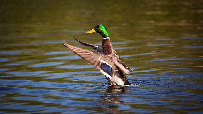 포토 JPG 해외이미지 동물 여자 남자 호수 야생동물 백그라운드 날개 자연 조류 오리 건강 사람없음 야외 초록색 물 갈색 노란색 머리 검은색 수영 흰색 연못 물새 청둥오리 내추럴 고립 해외202004 해외포토 자연요소 컬러 사람 신체부위 수상스포츠 생태계 파일형식 이미지허브