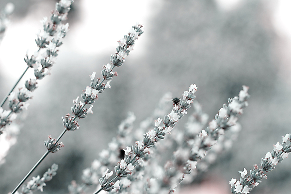 포토 JPG 해외이미지 식물 꽃 문화 백그라운드 밭 농업 자연 건강 사람없음 야외 가로 초록색 농작물 햇빛 약 농장 머리 정원 스파 봄 화장품 성장 흰색 시골 신선 개화 그룹 허브 오브젝트 유기농 향기 아로마테라피 라벤더 내추럴 세련 해외202004 해외포토 웰빙 계절 산업 컬러 의학 신체부위 태양 뷰티 생태계 냄새 테라피 파일형식 이미지허브