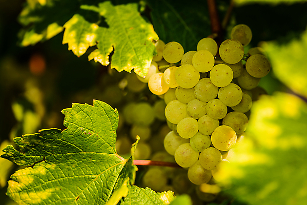 포토 JPG 해외이미지 식물 계절 열매 음식 잎 농업 과일 자연 포도 매달리기 건강 풍경 사람없음 빨간색 초록색 여름 햇빛 태양 와인 보라색 수확 성장 가을 흰색 나뭇가지 시골 신선 오스트리아 달콤 다발 유기농 생태계 포도밭 포도나무 내추럴 숙성 양조장 해외202004 해외포토 자연요소 나무 웰빙 유럽 산업 컬러 밭 모션 주류 맛 과일나무 파일형식 이미지허브