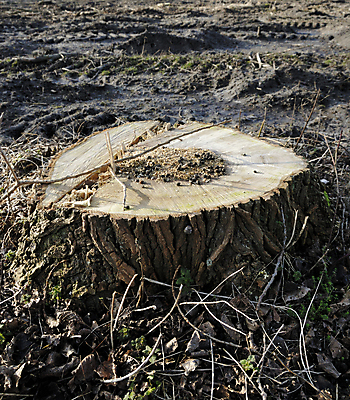 포토 JPG 해외이미지 나무 식물 산업 컨셉 밭 농업 자연 풍경 사람없음 목재 새싹 환경 정원 흙 성장 나뭇가지 업무 보호 계획 숲 자르기 언덕 원예 뿌리 먼지 담배꽁초 잡동사니 내추럴 진행 개발 생태학 선로 수목 총쏘기 톱질 해외202004 해외포토 교육 재료 모션 담배 취미 작업 생태계 파일형식 이미지허브