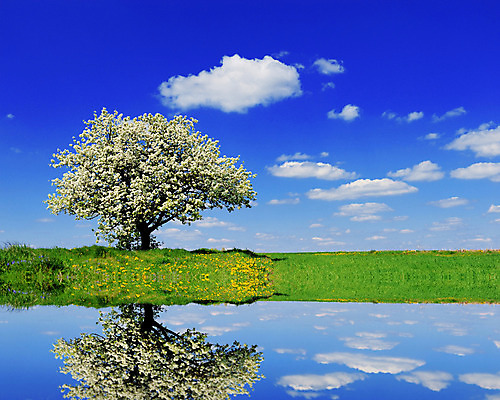 포토 JPG 해외이미지 나무 식물 구름 계절 꽃잎 꽃 호수 백그라운드 잎 꽃무늬 밭 농업 자연 하늘 풍경 잔디 사람없음 야외 초록색 물 여름 파란색 햇빛 태양 환경 맑음 봄 거울 성장 벚꽃 흰색 나뭇가지 시골 신선 개화 고독 4월 장면 해외202004 해외포토 자연요소 감정 산업 컬러 무늬 날씨 날짜 생태계 파일형식 이미지허브