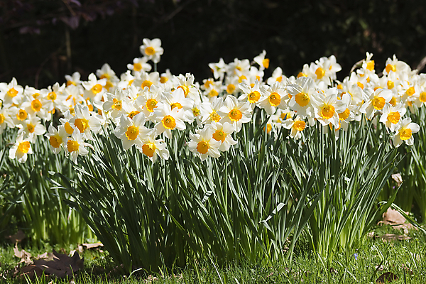 포토 JPG 해외이미지 식물 계절 공원 꽃잎 꽃 백그라운드 꽃무늬 밭 전구 자연 부활절 풍경 사람없음 야외 세로 초록색 노란색 우주 정원 봄 성장 흰색 소프트포커스 4월 5월 유기농 보케 장면 수선화 내추럴 블러 완벽 많음 해외202004 해외포토 웰빙 공공시설 기념일 컬러 컨셉 무늬 농업 촬영기법 날짜 생태계 파일형식 이미지허브