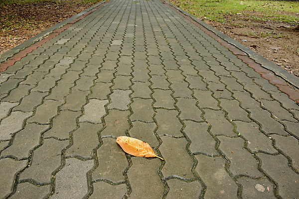 포토 JPG 해외이미지 모양 나무 계절 공원 도로 길 백그라운드 단풍 잎 패턴 오렌지 건축양식 자연 표면 거리 바닥 풍경 사람없음 야외 초록색 노란색 산책 블록 회색 수확 가을 조약돌 바위 시골 보행로 숲 오솔길 질감 정사각형 10월 땅바닥 방법 옛날 해외202004 해외포토 도형 식물 공공시설 건축 컬러 무늬 농업 과일 교통시설 휴식 돌_바위 날짜 생태계 파일형식 이미지허브