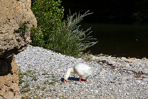 포토 JPG 해외이미지 동물 자연 오리 사람없음 물 강 이탈리아 흰색 거위 해외202004 해외포토 자연요소 유럽 컬러 조류 생태계 파일형식 이미지허브