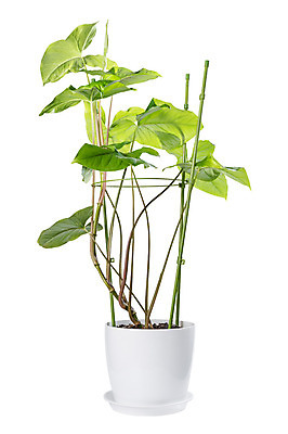 포토 JPG 해외이미지 식물 디자인 꽃 화분 화초 백그라운드 잎 자연 실내 사람없음 초록색 성장 나뭇가지 오브젝트 원예 내추럴 심기 해외202004 해외포토 나무 컬러 모션 취미 내부 생태계 파일형식 이미지허브