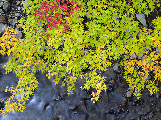 포토 JPG 해외이미지 나무 식물 계절 공원 백그라운드 단풍 잎 패턴 오렌지 자연 조류 하늘 추상 사람없음 야외 빨간색 빛 강 컬러풀 햇빛 갈색 노란색 일본 활발 흐름 덮개 가을 나뭇가지 개울 변화 숲 11월 질감 진홍색 빛망울 10월 내추럴 교토 현재 해외202004 해외포토 동물 공공시설 아시아 컬러 컨셉 무늬 과일 태양 뚜껑 날짜 생태계 파일형식 이미지허브