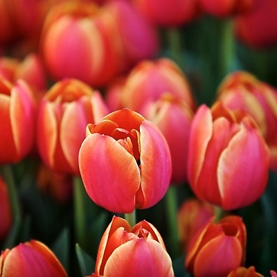 포토 JPG 해외이미지 식물 계절 꽃잎 꽃 줄기 분홍색 꽃다발 백그라운드 꽃무늬 밭 전구 자연 사랑 사람없음 야외 빨간색 초록색 컬러풀 정원 봄 튤립 벚꽃 개화 다발 배열 질감 쇼 내추럴 영원 해외202004 해외포토 감정 컬러 무늬 농업 생태계 파일형식 이미지허브