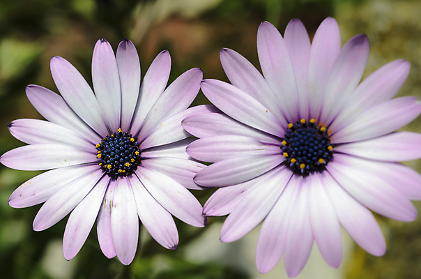 포토 JPG 해외이미지 식물 계절 꽃잎 꽃 행복 분홍색 백그라운드 꽃무늬 자연 사람없음 여름 빛 컬러풀 정원 보라색 봄 벚꽃 흰색 신선 정상 제비꽃 묘사 싱글 질감 데이지 고립 꽃수술 해외202004 해외포토 감정 컬러 무늬 생태계 파일형식 이미지허브