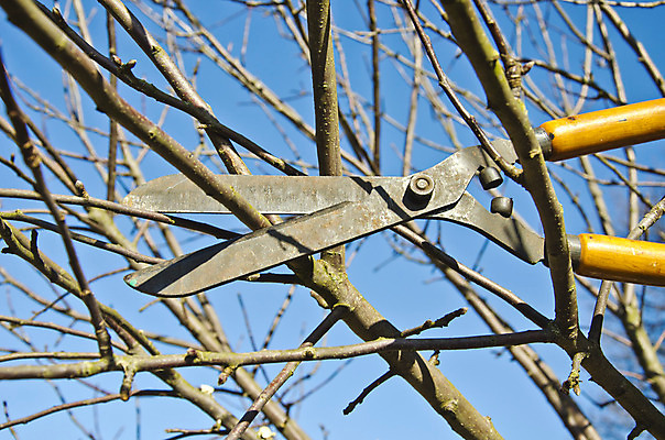 포토 JPG 해외이미지 나무 식물 직업 손 계절 백그라운드 잎 2 농업 과일 자연 하늘 손잡이 사람 사람없음 야외 파란색 울타리 금속 정원 봄 장비 성장 나뭇가지 공구 업무 사과 자르기 원예 날카로움 손질 유지 다듬기 돌봄 원예사 해외202004 해외포토 산업 컬러 모션 재질 취미 신체부위 담장 도구 작업 생태계 파일형식 이미지허브