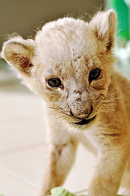 포토 JPG 해외이미지 동물 남자 야생동물 줄기 밭 포유류 아프리카 자연 동물원 종류 풍경 사람없음 야외 컵 햇빛 환경 고양이 흰색 아기 관찰 황무지 사자 왕 사파리 사냥 육식동물 사냥꾼 멸종 사자자리 서식지 남쪽 내추럴 고립 이국적 포식 해외202004 해외포토 식물 직업 식기 나라 컬러 농업 모션 사람 반려동물 태양 별자리 방향 생태계 파일형식 이미지허브